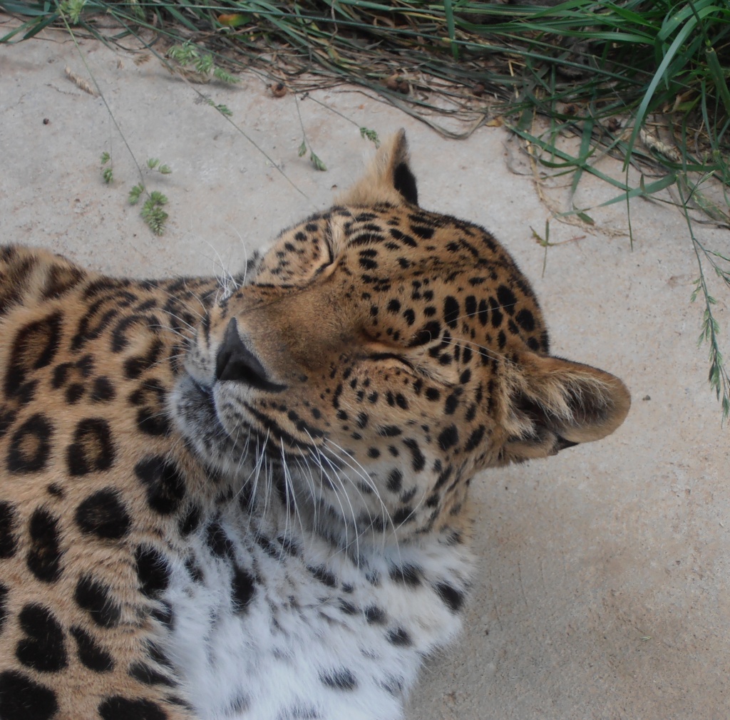 Leopard by julie