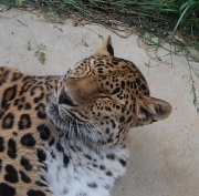 4th Jun 2012 - Leopard