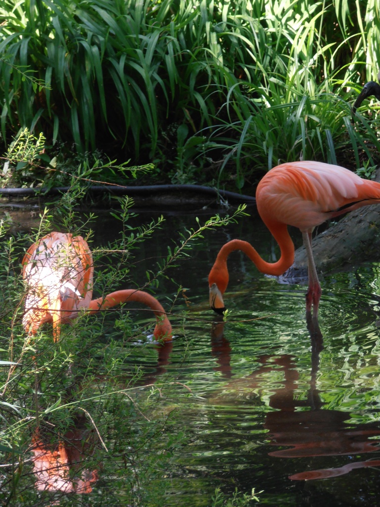 Pink Flamingos by julie
