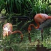 Pink Flamingos by julie