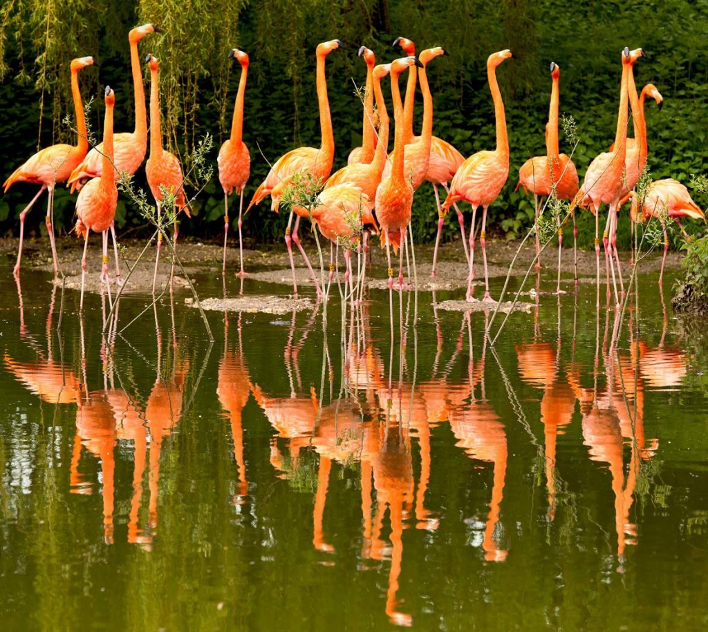 Flamingo by netkonnexion