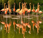 4th Jun 2012 - Flamingo
