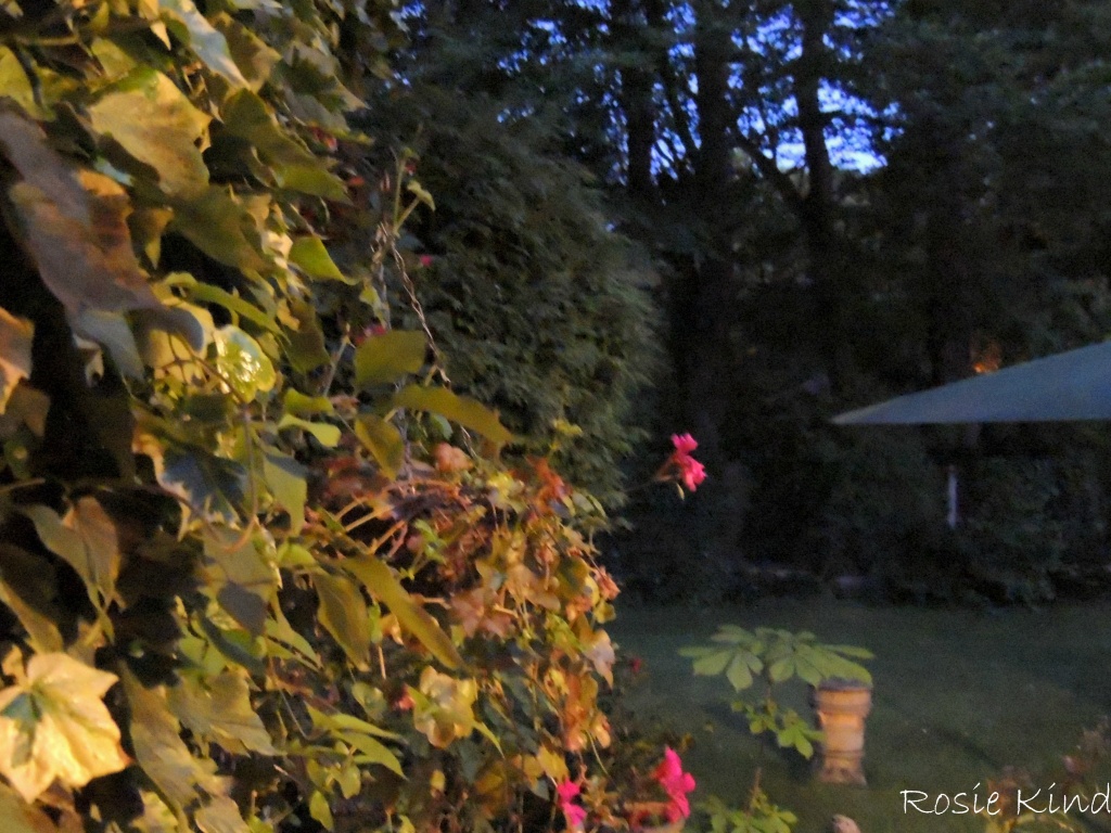 Garden at Midnight by rosiekind