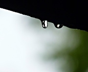 5th Jun 2012 - Raindrops