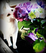 24th May 2012 - Stop and Smell the Hydrangeas