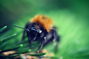 4th Jun 2012 - Busy Bee.