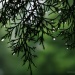 Rain drops on cedar... by marlboromaam