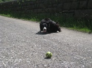 2nd Jun 2012 - Molly and her ball