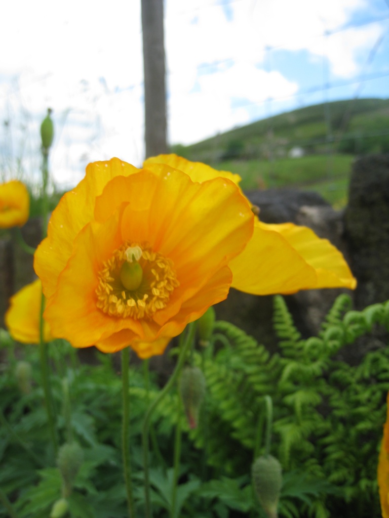 Welsh Poppy by sarahhorsfall