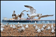 2nd Jun 2012 - Brighton