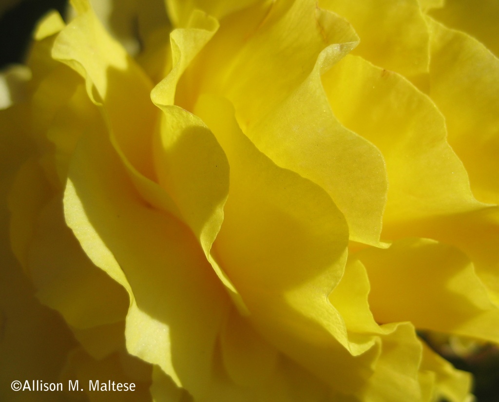 Yellow Begonia by falcon11