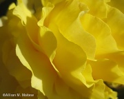 5th Jun 2012 - Yellow Begonia