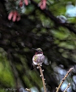 5th Jun 2012 - Male Ruby-Throated Hummingbird