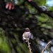 Male Ruby-Throated Hummingbird by skipt07