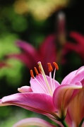 5th Jun 2012 - Asiatic Lily