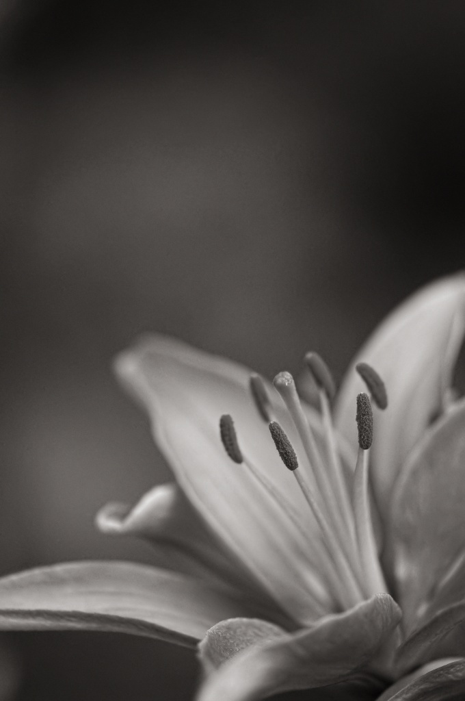 Asiatic Lily by lstasel