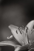 5th Jun 2012 - Asiatic Lily