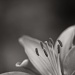 Asiatic Lily by lstasel