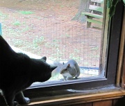 5th Jun 2012 - Peeping squirrel.