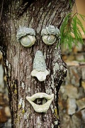 4th Jun 2012 - Cypress tree head