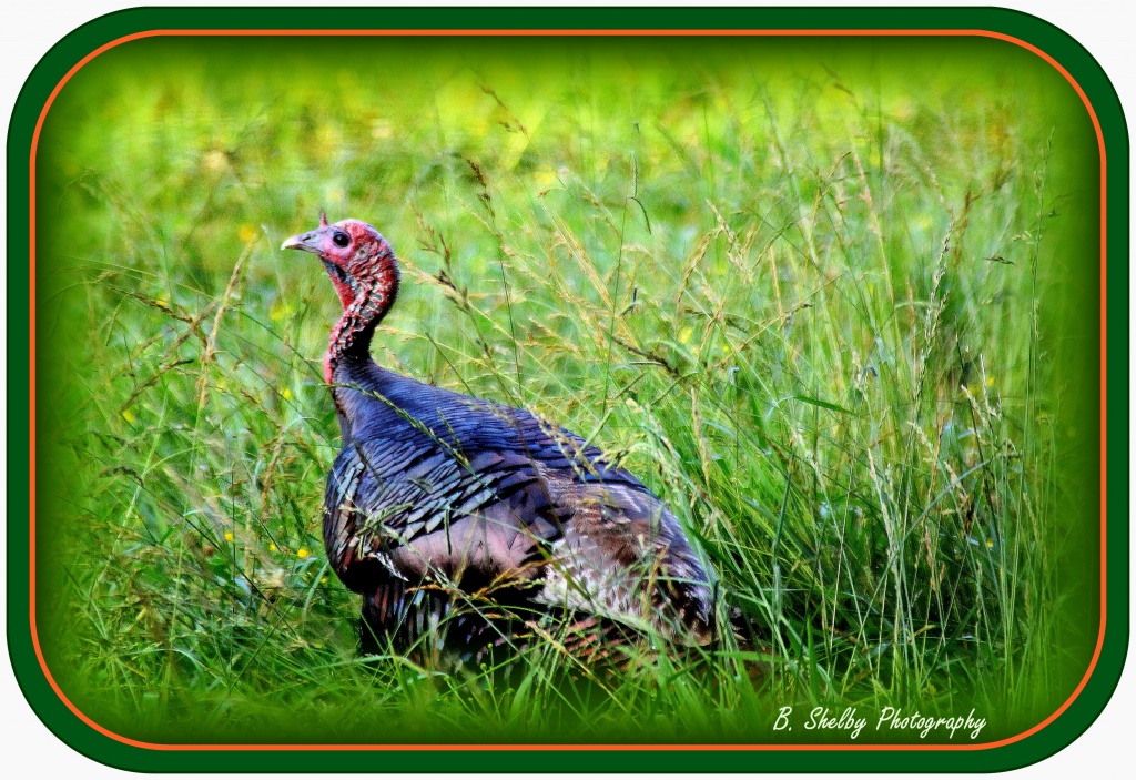What a turkey!! by vernabeth