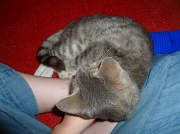 2nd Jun 2012 - Lap Cat!