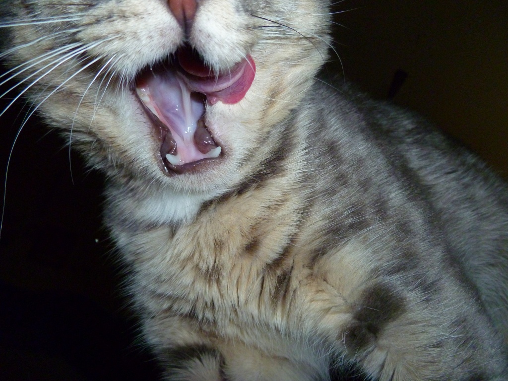 Yawn by tatra