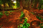 5th Jun 2012 - Enchanted Forest