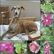 6th Jun 2012 - Ginger Lily  & 'her' garden