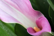 5th Jun 2012 - Another boring flower photo…