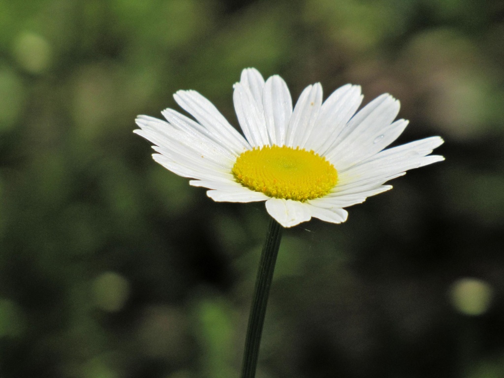 Pretty little daisy. by maggie2