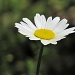 Pretty little daisy. by maggie2