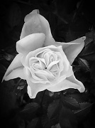 6th Jun 2012 - Rose