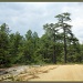 Why it is called the Pine Barrens by hjbenson
