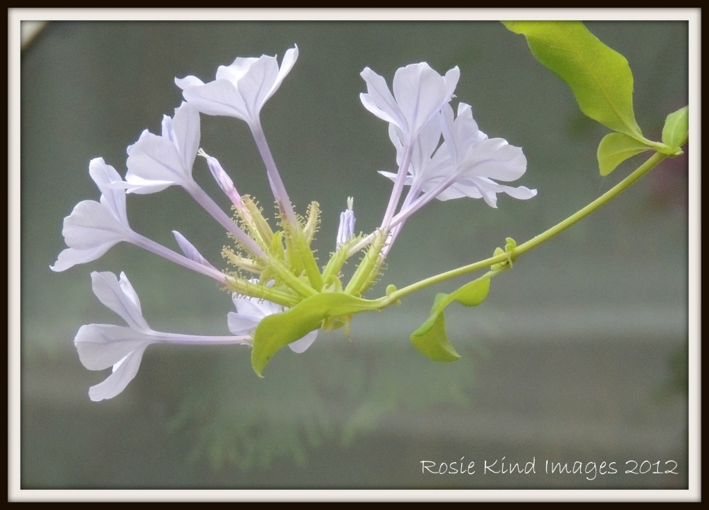 Plumbago by rosiekind