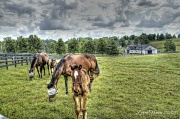 6th Jun 2012 - Thoroughbred Country