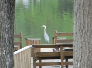 5th Jun 2012 - Heron By High Rock Lake 6.5.12