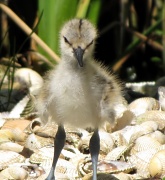 6th Jun 2012 - Cute little birdie