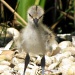 Cute little birdie by itsonlyart