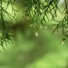 Gentle drops... Best viewed large! by marlboromaam