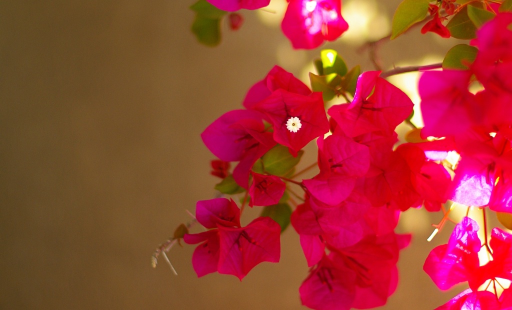 (Day 106) - Bougainvilleas in the Shade by cjphoto