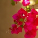 (Day 106) - Bougainvilleas in the Shade by cjphoto