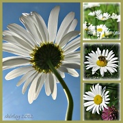 6th Jun 2012 - daisies
