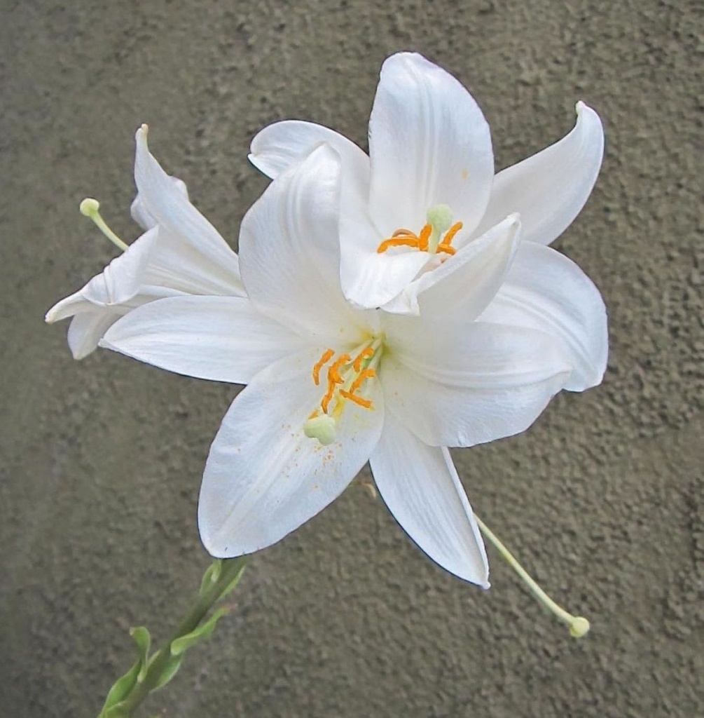 Bijeli cvijet by vesna0210