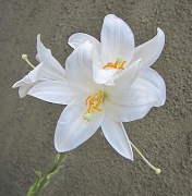 4th Jun 2012 - Bijeli cvijet