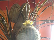 6th Jun 2012 - Cactus at Casa Grande 6.6.12