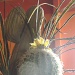Cactus at Casa Grande 6.6.12 by sfeldphotos