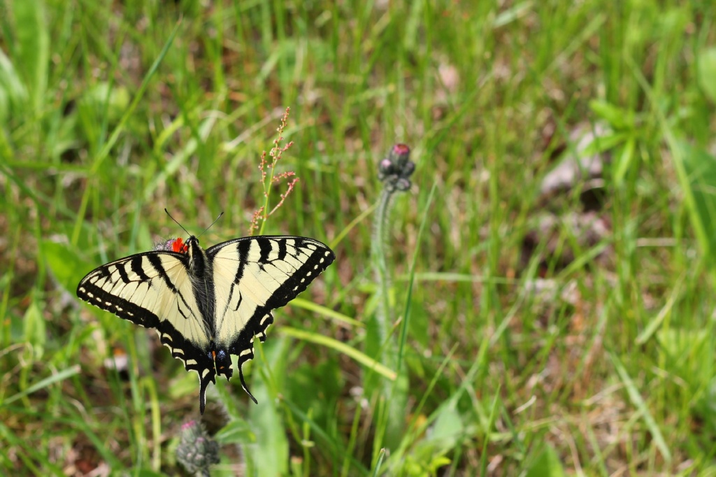 Eastern Tiger Swallowtail by mandyj92