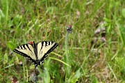 6th Jun 2012 - Eastern Tiger Swallowtail