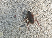 4th Jun 2012 - Beetle? 